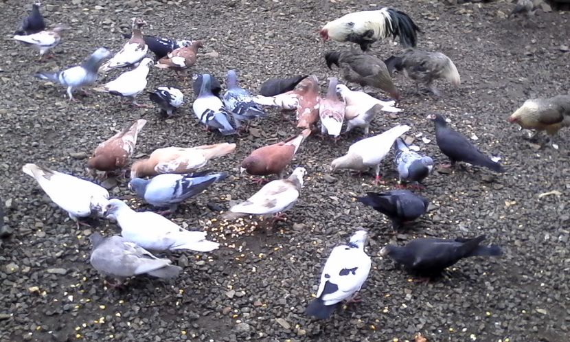  - DE VINZARE voiajori Stil vechi