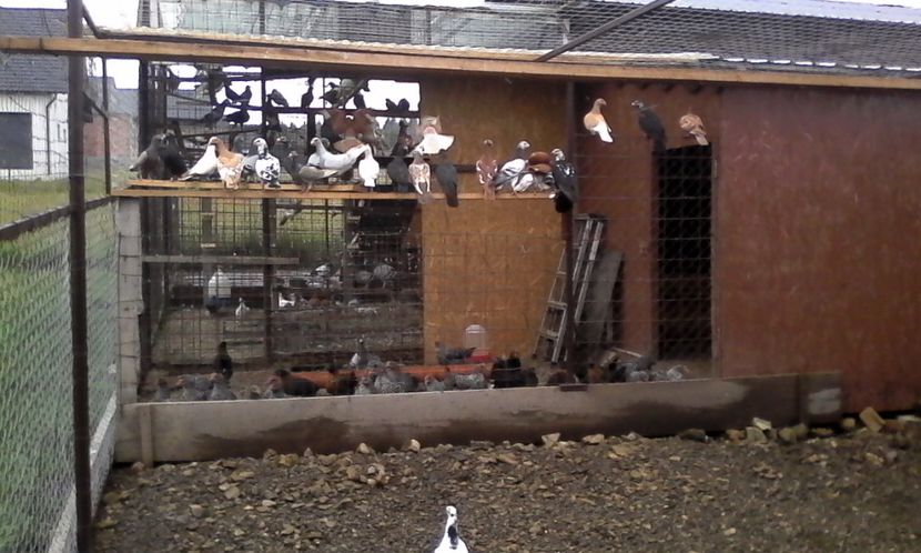  - DE VINZARE voiajori Stil vechi