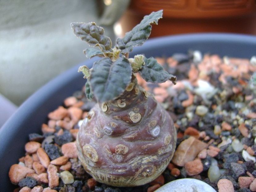 Dorstenia foetida, flori - Caudiciforme si bulbi 2018