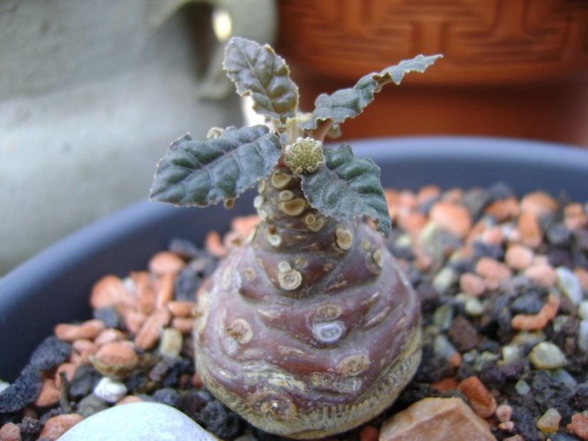 Dorstenia foetida - Caudiciforme si bulbi 2018