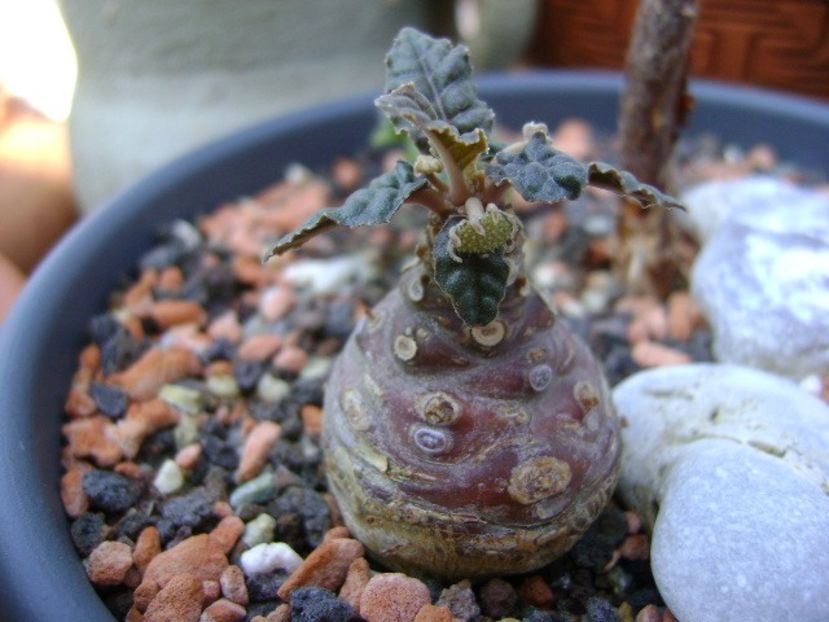 Dorstenia foetida - Caudiciforme si bulbi 2018