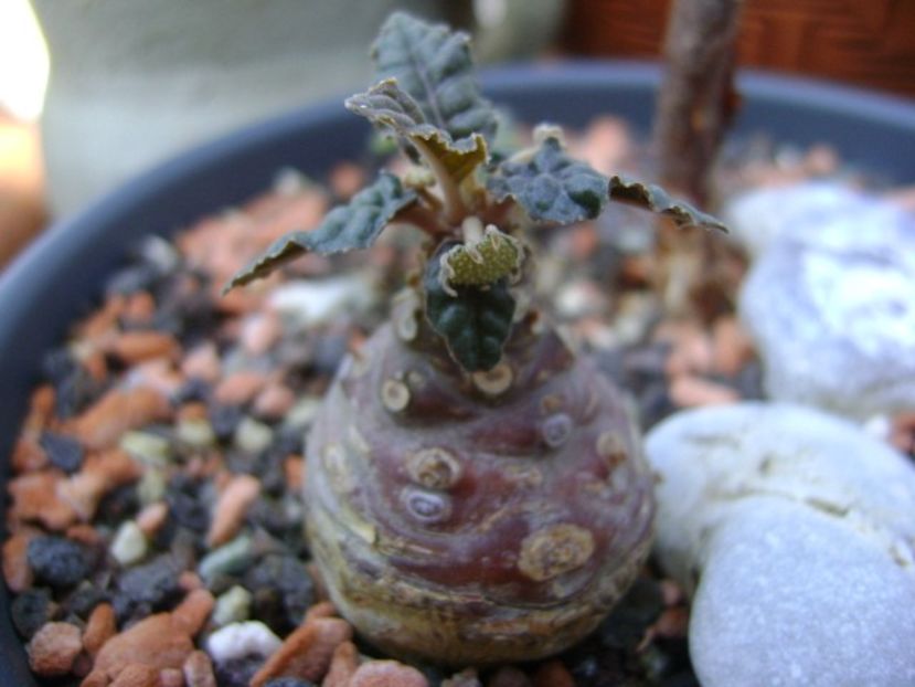 Dorstenia foetida - Caudiciforme si bulbi 2018