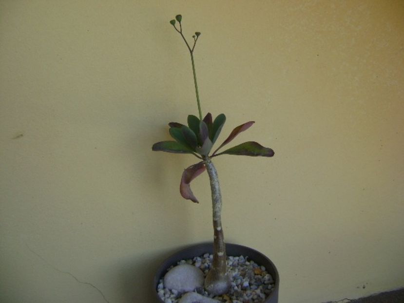 Othonna triplinervia, boboci - Caudiciforme si bulbi 2018