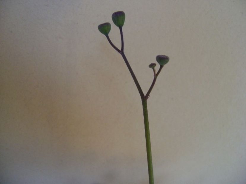 Othonna triplinervia - Caudiciforme si bulbi 2018