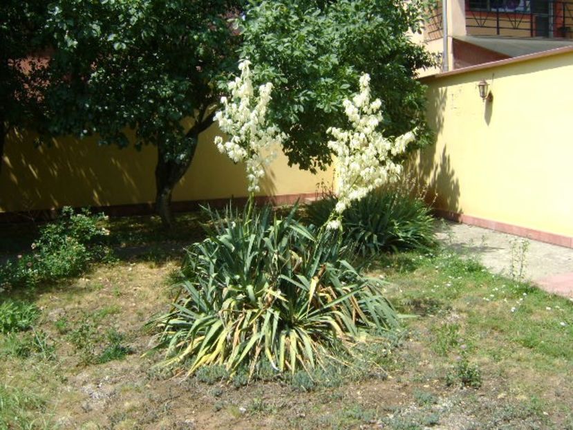 Yucca filamentosa - Primavara 2018