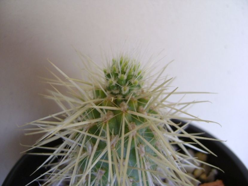 Cylindropuntia bigelovii (Teddybear Cholla) - Cactusi 2018 bis