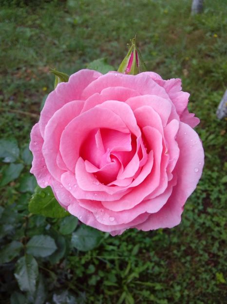  - TRANDAFIRI 2018-2019