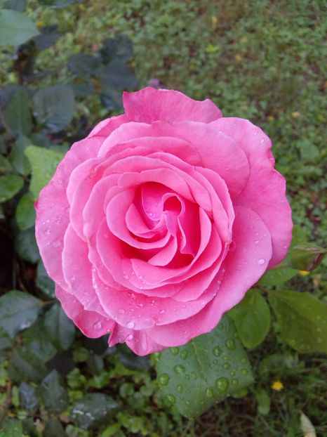  - TRANDAFIRI 2018-2019