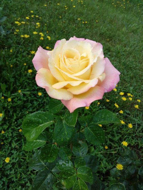  - TRANDAFIRI 2018-2019