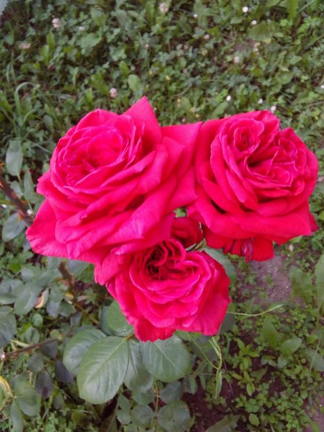  - TRANDAFIRI 2018-2019