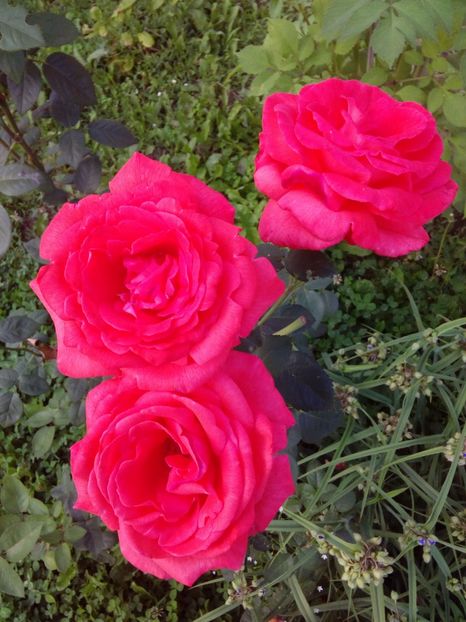  - TRANDAFIRI 2018-2019