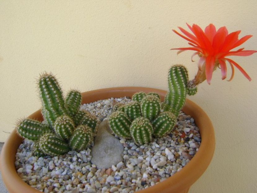 Chamaelobivia hb. - Cactusi 2018 bis bis