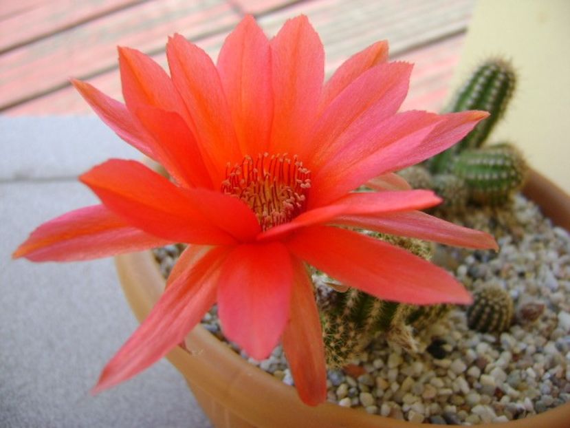 Chamaelobivia hb. - Cactusi 2018 bis bis