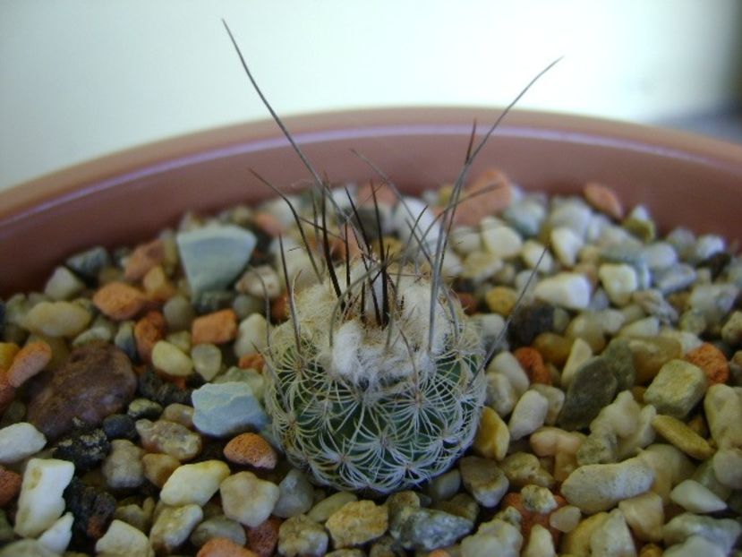 Turbinicarpus krainzianus v. lausseri - Cactusi 2018 bis bis
