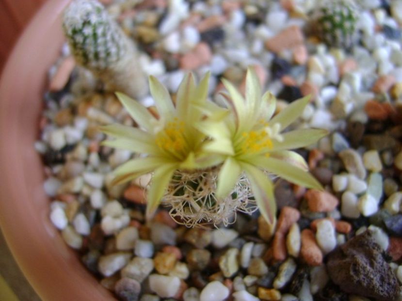 Turbinicarpus krainzianus v. minimus - Cactusi 2018 bis bis