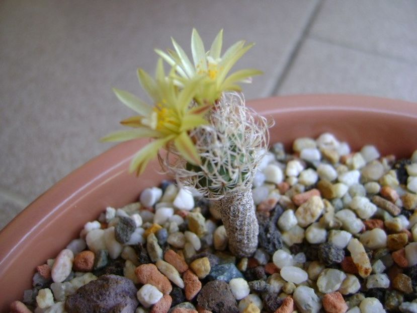 Turbinicarpus krainzianus v. minimus - Cactusi 2018 bis bis