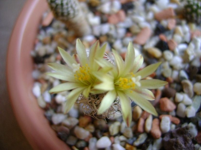 Turbinicarpus krainzianus v. minimus - Cactusi 2018 bis bis