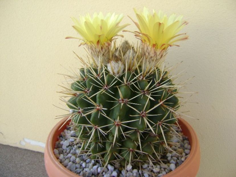 Notocactus mammulosus (Parodia mammulosa) - Cactusi 2018 bis bis