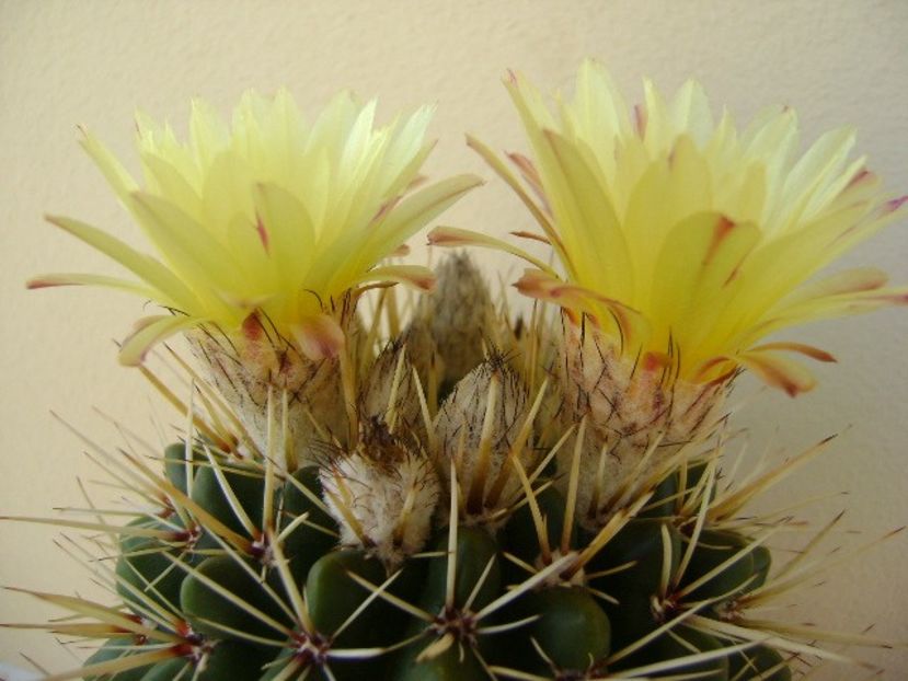 Notocactus mammulosus (Parodia mammulosa) - Cactusi 2018 bis bis