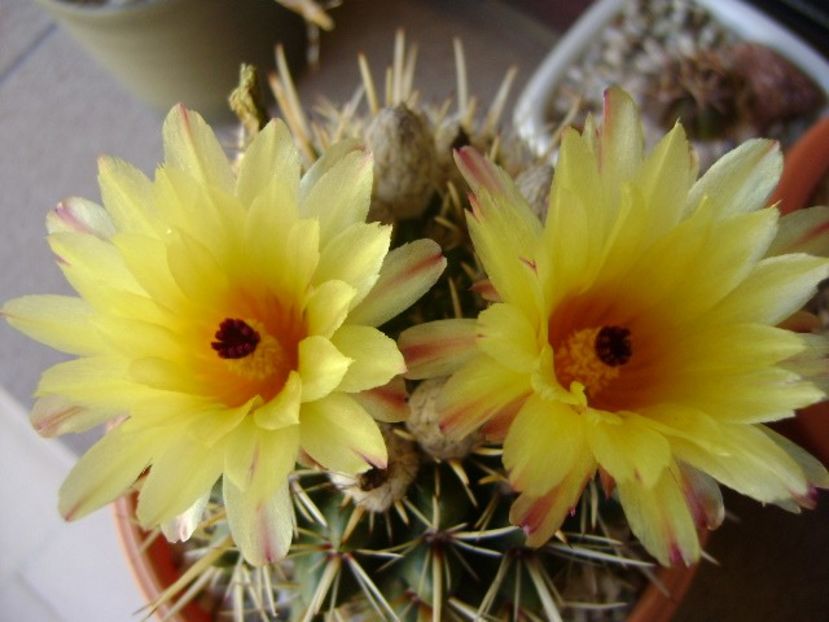 Notocactus mammulosus (Parodia mammulosa) - Cactusi 2018 bis bis