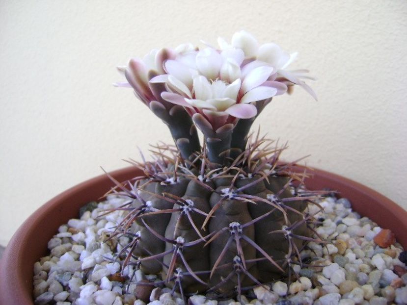 Gymnocalycium ochoterenae v. cinereum - Cactusi 2018 Gymnocalycium