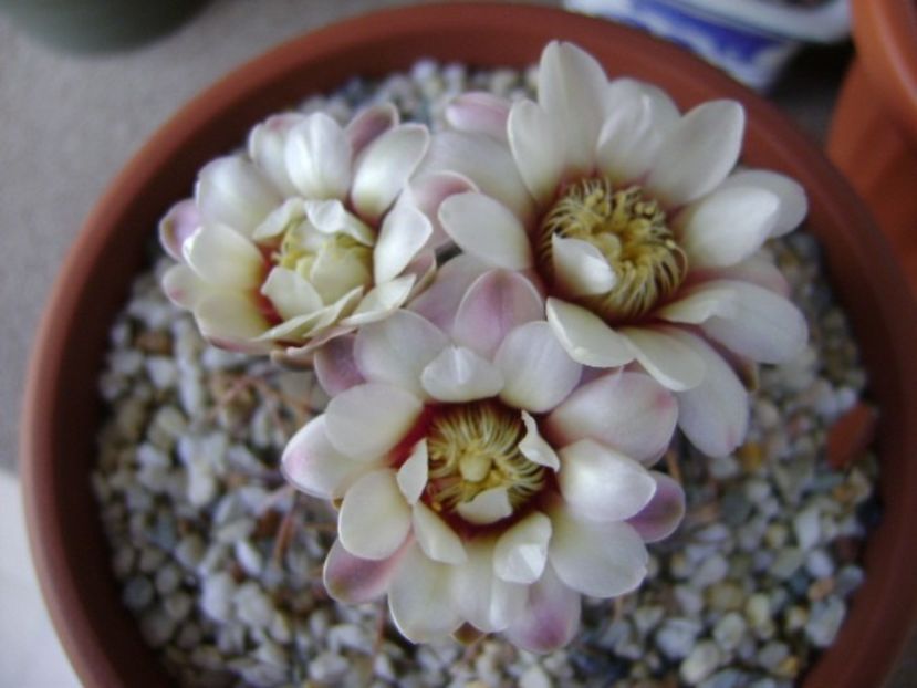 Gymnocalycium ochoterenae v. cinereum - Cactusi 2018 Gymnocalycium