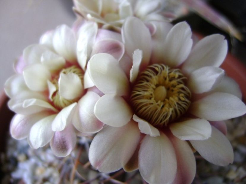 Gymnocalycium ochoterenae v. cinereum - Cactusi 2018 Gymnocalycium