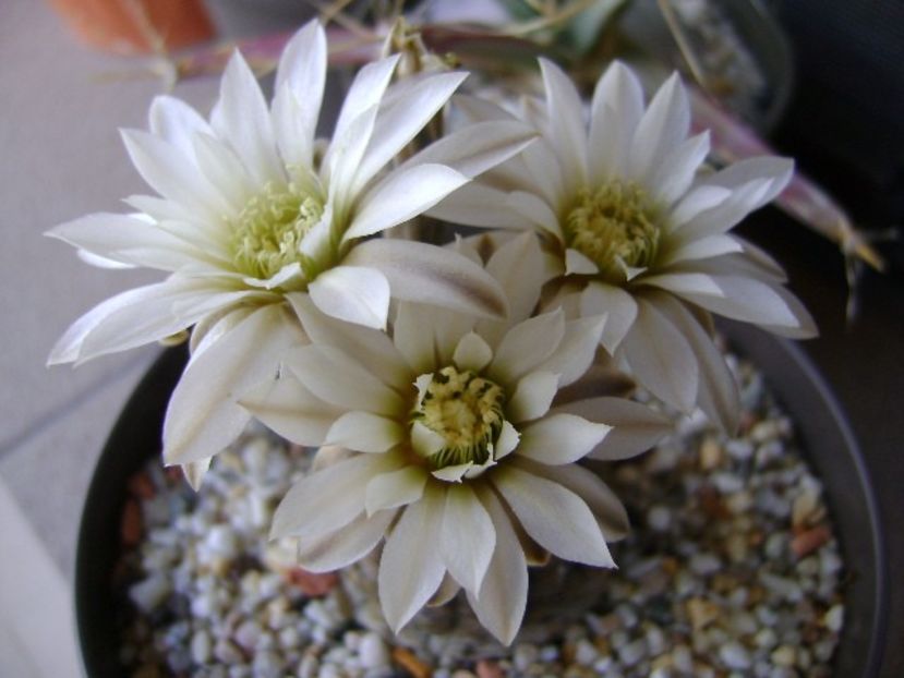 Gymnocacalycium ragonesei - Cactusi 2018 Gymnocalycium