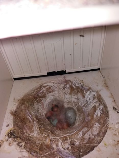 hibrizi sticlete - pui hibrizi petrusi sticlete si canarusi 2018