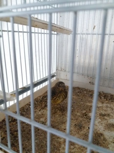 hibrid sticlete nemotat - pui hibrizi petrusi sticlete si canarusi 2018