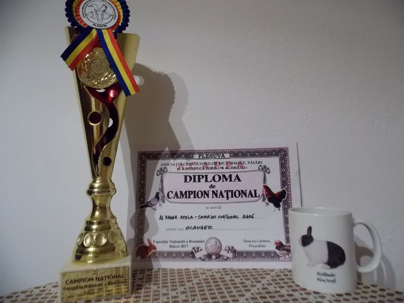  - ADRESA-CONTACT-0743706184