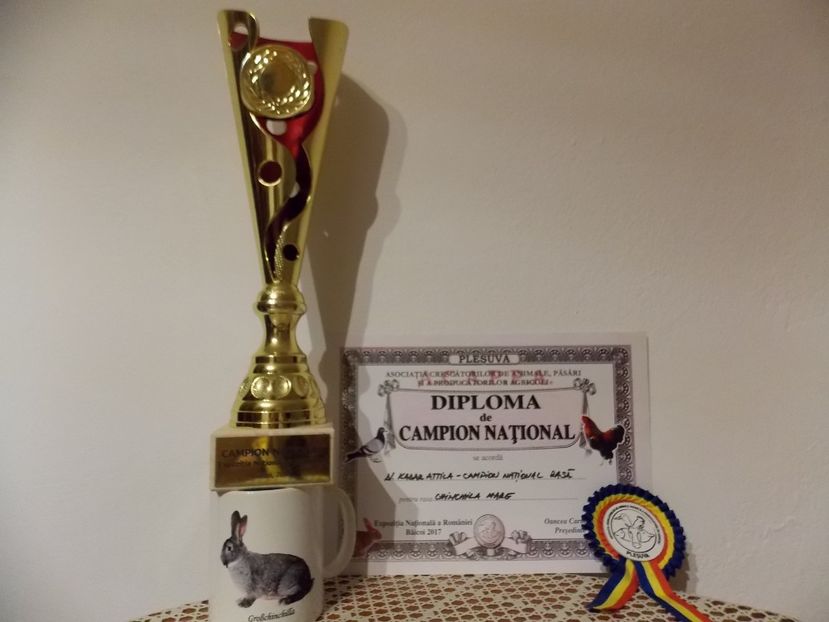  - ADRESA-CONTACT-0743706184