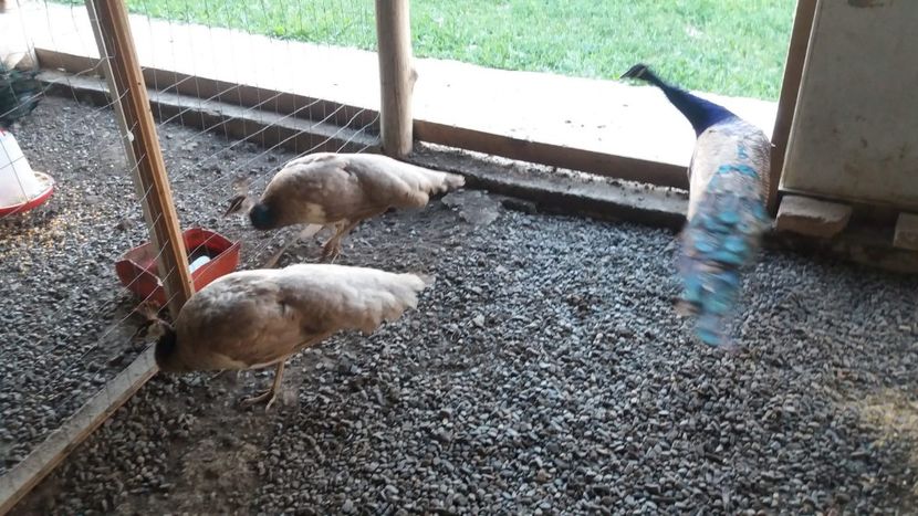 IMG-20180610-WA0154 - P--Paunii Purple