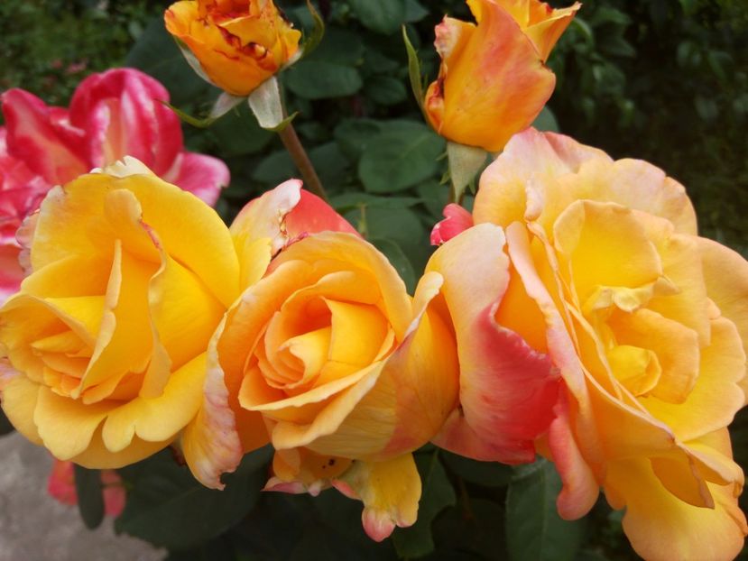 Emeraude dOr - TRANDAFIRI