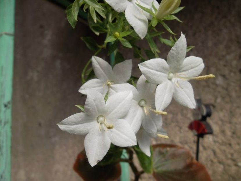 Campanula alba - Imi doresc- cumpar