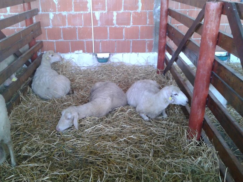 Fotografie0071 - 27---expozitie banat-agralim 2018