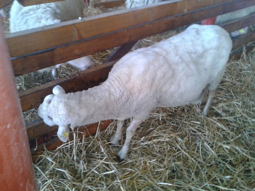 Fotografie0072 - 27---expozitie banat-agralim 2018