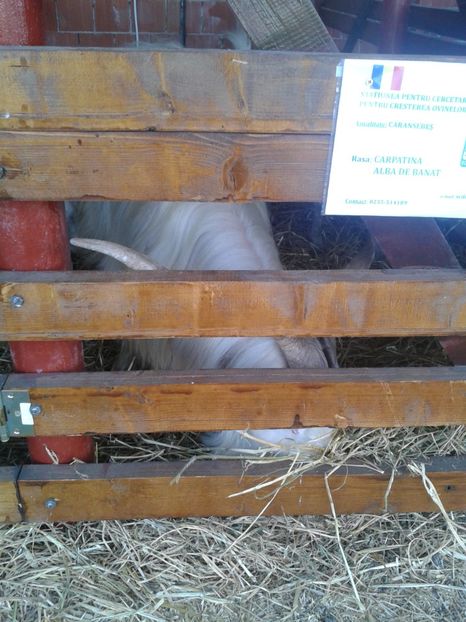 Fotografie0075 - 27---expozitie banat-agralim 2018