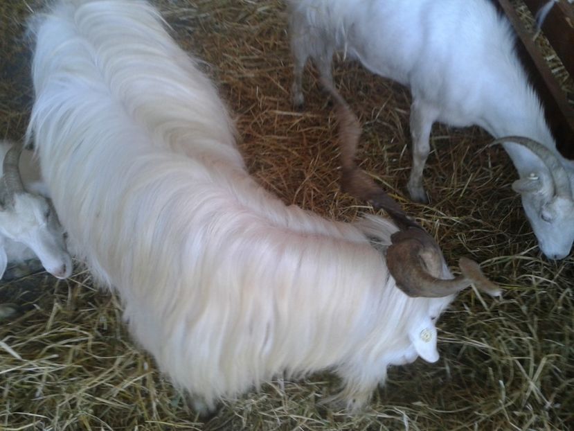 Fotografie0078 - 27---expozitie banat-agralim 2018