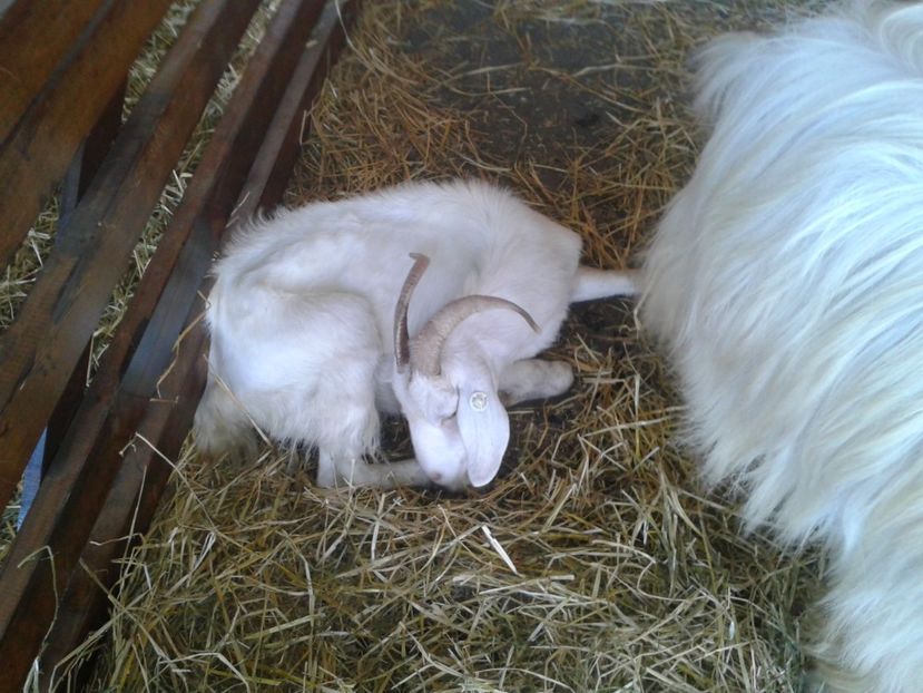 Fotografie0079 - 27---expozitie banat-agralim 2018
