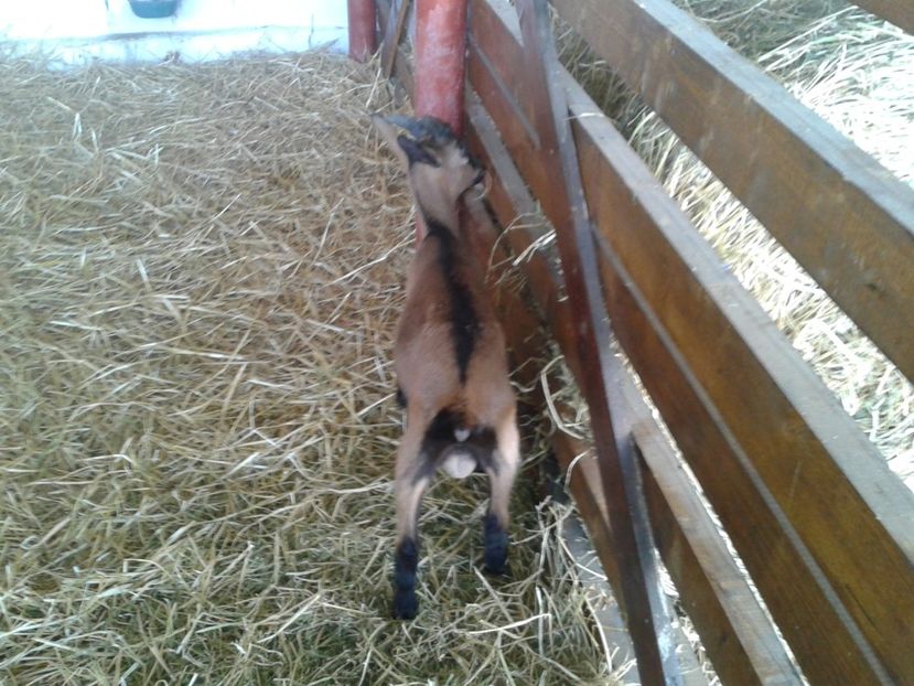 Fotografie0084 - 27---expozitie banat-agralim 2018