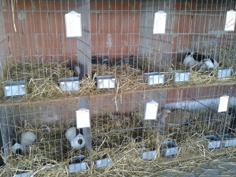 Fotografie0087 - 27---expozitie banat-agralim 2018