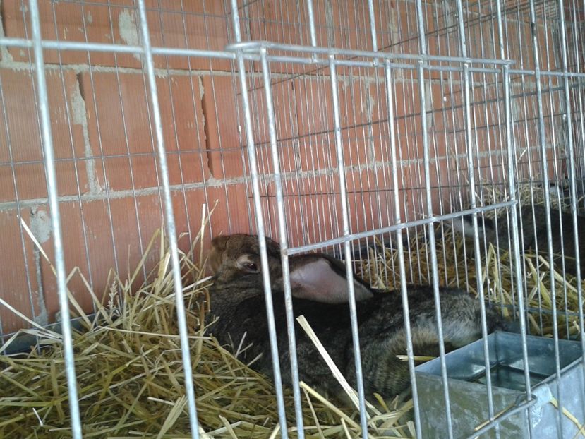 Fotografie0088 - 27---expozitie banat-agralim 2018