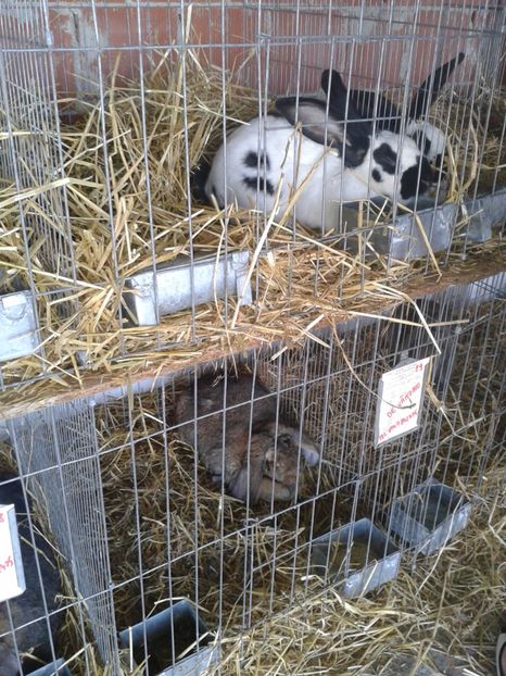 Fotografie0089 - 27---expozitie banat-agralim 2018