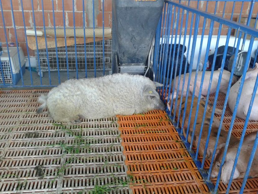 Fotografie0093 - 27---expozitie banat-agralim 2018