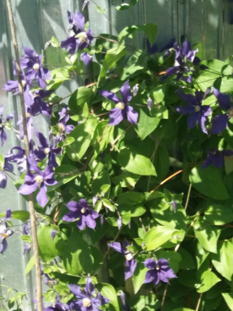 30 mai - Gradina cu flori