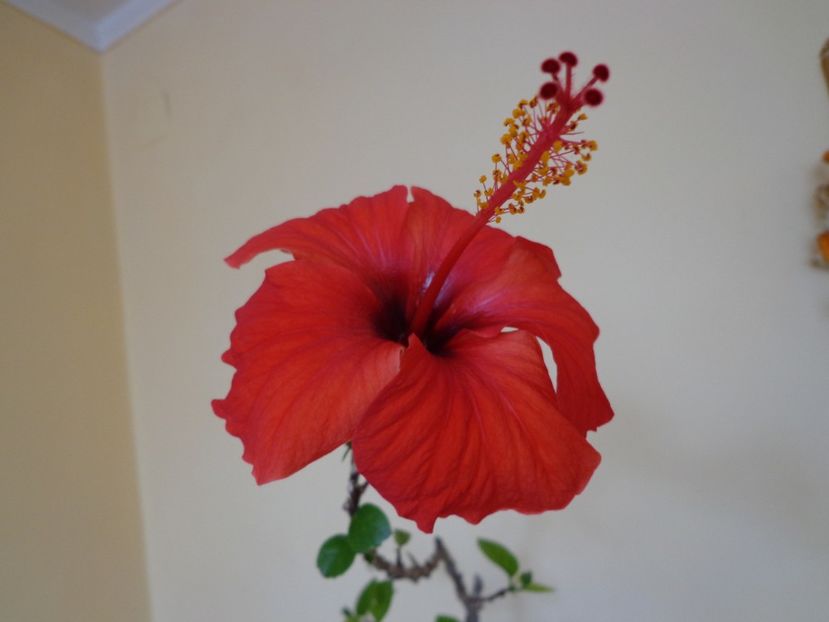 - A-HIBISCUS 2018