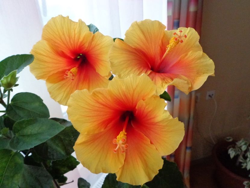  - A-HIBISCUS 2018
