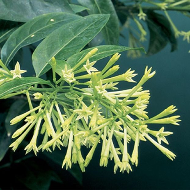 Flori -cestrum nocturnum - alte flori 2