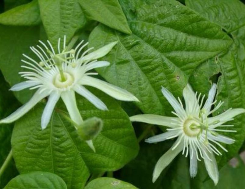 Passiflora capsularis,flori. - alte flori 2